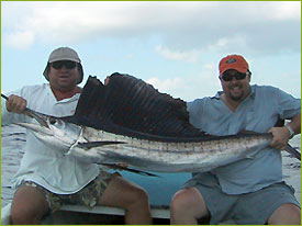 Sailfish